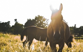 Horse photographer Maastricht